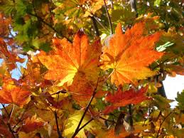 Check spelling or type a new query. Maple Trees In Canada The Canadian Encyclopedia