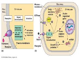In plants, prominent examples are the receptor kinases to detect these microbes, plant cells have proteins called pattern recognition receptors in their surface membranes that sense certain molecules from. Signal Transduction Pathways From Signal To Gene Expression