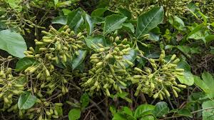 Image result for Pisonia aculeata