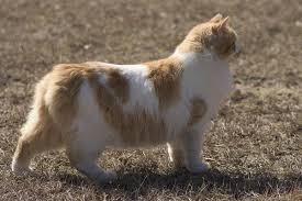 37 Manx Cats That Prove You Don T Need A Tail To Be Happy Manx Cat Cat Breeds Bobtail Cat