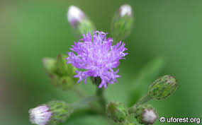 Image result for Vernonia cinerea