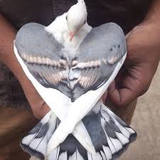 114 Likes 4 Comments Lets Talk About Pigeons Pigeonfan On Instagram Classic Old Frills Bluette Pic From Pigeon Of Pigeon Breeds Pet Birds Pet Pigeon