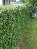 Currant alpine is a shrub that reachesheights of one and a half meters with compact branches, densely covered with foliage. Alpine Currant For Sale Treetime Ca