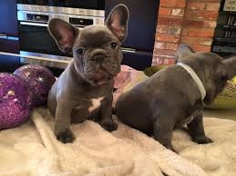 Check spelling or type a new query. French Bulldog Puppies For Sale Jacksonville Fl 265232