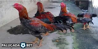 Ciri Ciri Ayam Pakhoy Super Dan Asli Ayam Pakhoy Merupakan Generai Ayam Aduan Modern Nama Pakhoy Atau Pama Khoy Diartikan Pembunuh Setan Asli Ayam Binatang