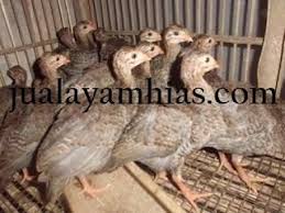Ayam Mutiara Usia 1 Bulan Owl Animals Photo