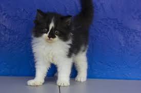 Black And White Kittens For Sale Near Me Samuel Black White Bicolor Solid Male Ragamuffin Kitten Ragamuffin Kittens Ragdoll Kitten Teacup Kitten