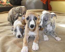 Whippets Make The Best Pets Ever They Are So Cuddly And Will Go Anywhere With You Whippet Puppies Greyhound Puppy Whippet Dog