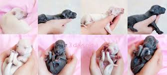 Proven tips from dog experts that has worked for more than 875,000 dog owners worldwide. Italian Greyhound Puppies Cream Italian Greyhound Italian Greyhound Kennel Silvento