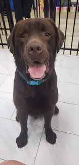 Born early june and ready for loving homes. Chocolate Lab Puppies Cincinnati Ohio