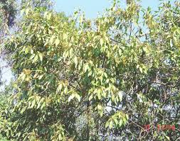 Image result for Maesa lanceolata