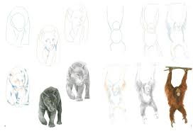 At ground level, the air is hot, damp and very still. Amazon Com How To Draw Rainforest Animals In Simple Steps 9781782218876 Hodge Susie Books