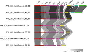 Do lanthanide-dependent microbial metabolisms drive the release of REEs  from weathered granites? | bioRxiv