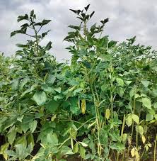 Image result for Cyamopsis serrata