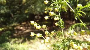 Image result for Triumfetta annua