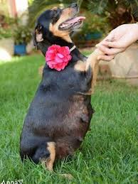 Mimpi ini memberikan sebuah pertanda yang buruk. Gemas Anjing Hamil Ini Berpose Layaknya Model Lifestyle Fimela Com