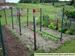 This diy trellis works well in raised vegetable beds. Grow Pole Beans On A Bean Trellis For Easy Picking And Preserving