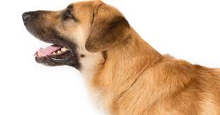 chinook dog breed information