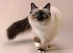 7 Fascinating Facts About Siamese Cats - The Spruce Pets