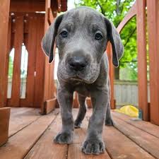 Find great dane in dogs & puppies for rehoming | find dogs and puppies locally for sale or adoption in ontario : Great Dane Puppies For Sale In Pa Puppies For Sale 500
