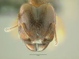 Image result for Polystachya bicarinata