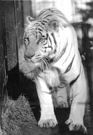 The amazing white tiger band who were in the crowd watching the show and they told me that white tiger will be reuniting on saturday december 13, 2014 and playing at the stone pony how fuckin' awesome is that going to be!! Throwback Thursday Kitra The White Tiger Potter Park Zoo