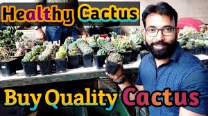 Cacti, succulents and desert plants. Best Quality Cactus Plants At Best Price Buy Cacti Succulents Online With Cactus Flowering Youtube