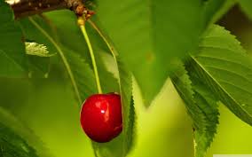 Cherry tree fruit tree stock photos and images. Cherry Fruit Tree 4k Hd Desktop Wallpaper For 4k Single Leaf Images In Hd 2560x1600 Wallpaper Teahub Io