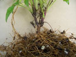 Clematis pruning groups, varieties and species: Is My Clematis Dead