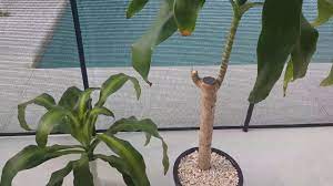 Dracaenas rarely branch out, so cuttings of various heights are usually planted together for a bushier effect. The Secret To Successfully Propagating Dracaena Massangeana Youtube
