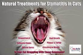 Pin On Cats Health Problems