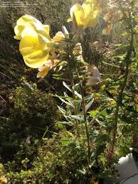 Maybe you would like to learn more about one of these? Plant Identification Closed Yellow Flower On Oregon Coast 1 By Lynnala