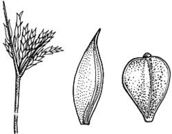 Image result for Bulbostylis trabeculata