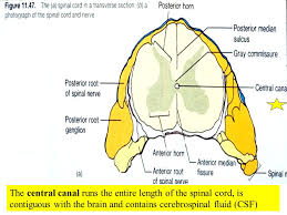 Spinal cord cross section central canal. The Spinal Cord Provides A Vital Link Between The Brain And The Rest Of The Body And Yet It Exhibits Some Functional Independence From The Brain Ppt Download