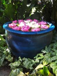 Dammann S Garden Company Trends In Container Gardening In 2020 Container Gardening Succulents In Containers Perfect Plants