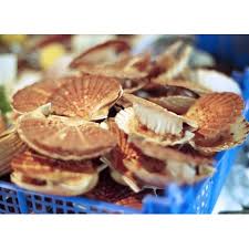 Cours de la coquille st jacques. Coquilles Saint Jacques Bretonnes Fraiches De La Baie De Saint Brieuc