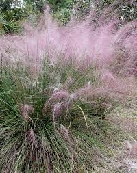 Image result for Xyris capillaris