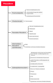 Check spelling or type a new query. Embryogenese Doccheck Flexikon