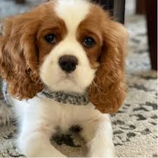 Cavalier king charles spaniels for adoption, small dog breeds, cute puppies, puppies for adoption near me, cavalier king charles. Adopt A Cavalier King Charles Spaniel Puppy Near Chicago Il Get Your Pet