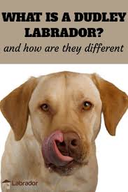 We did not find results for: What Is A Dudley Labrador And How Are They Different Labradortraininghq