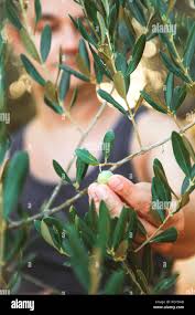 Olive farm spain hi-res stock photography and images