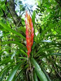 Image result for Bromeliaceae