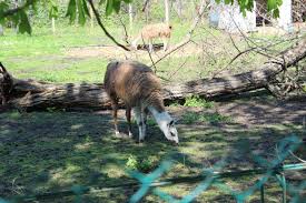 Zoo Barlad Cea Mai Mare GrÄƒdinÄƒ ZoologicÄƒ Din Moldova