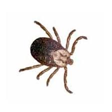 If you clean your yard of organic and yard waste once every couple weeks, you may reduce the likelihood of ticks spreading. How To Get Rid Of Ticks In The House Or Yard Fast