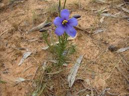 Image result for Nesaea linearis