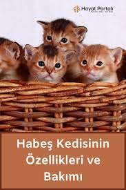 habes kedisi abyssinian ozellikleri ve bakimi kedi bakken hayat