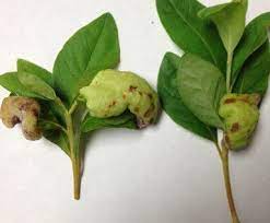 With Two Photos Camellia And Azalea Plants Can Be Affected By Leaf Gall Education Magnoliareporter Com