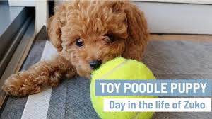 See more ideas about poodle, puppies, poodle puppy. Toy Poodle Puppy Cute Toy Poodles Mini Poodle Puppy Day In The Life Of Zuko Youtube