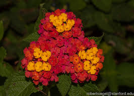 Image result for Lantana angolensis