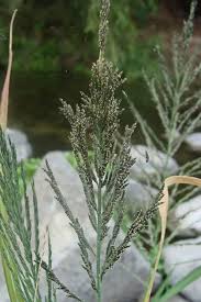Image result for Leptochloa uniflora
